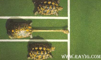 ............................